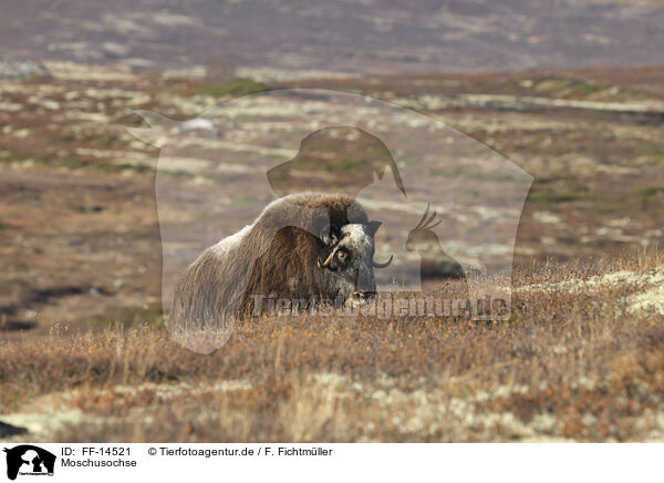 Moschusochse / musk ox / FF-14521