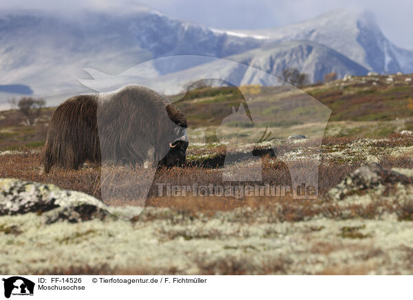 Moschusochse / musk ox / FF-14526