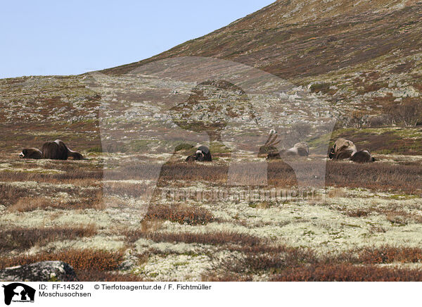 Moschusochsen / musk oxes / FF-14529