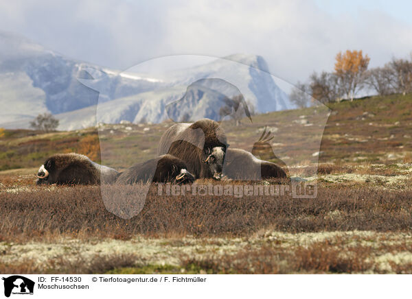 Moschusochsen / musk oxes / FF-14530