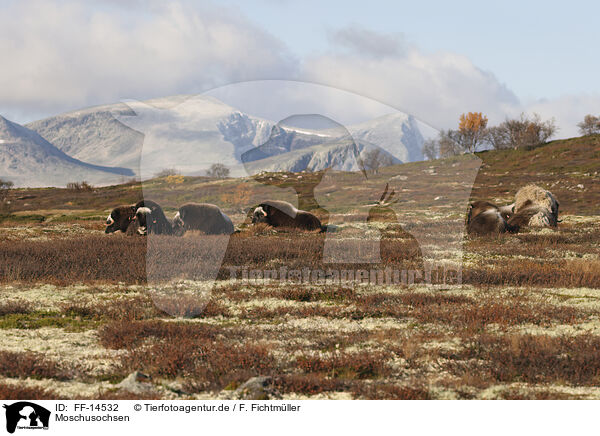 Moschusochsen / musk oxes / FF-14532