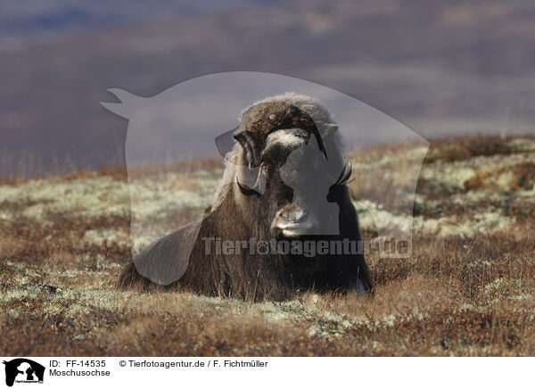 Moschusochse / musk ox / FF-14535