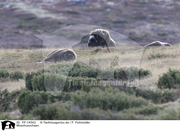 Moschusochsen / musk oxes / FF-14542