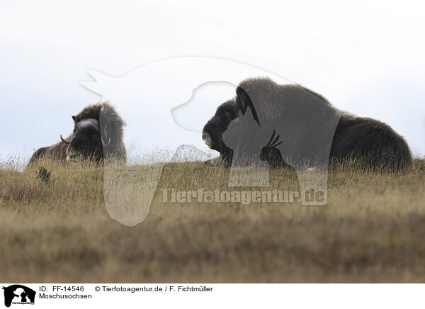 Moschusochsen / musk oxes / FF-14546