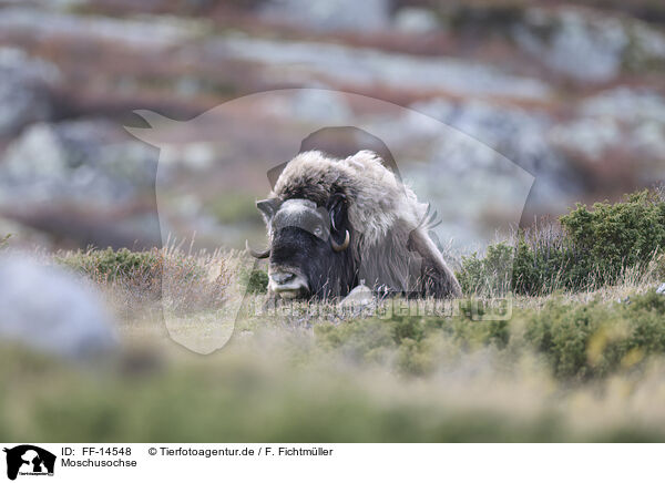 Moschusochse / musk ox / FF-14548