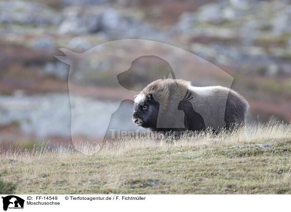 Moschusochse / musk ox / FF-14549