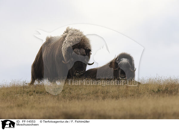 Moschusochsen / musk oxes / FF-14553