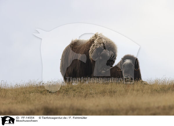 Moschusochsen / musk oxes / FF-14554