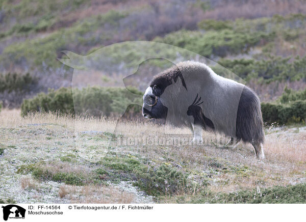 Moschusochse / musk ox / FF-14564