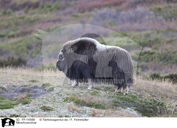 Moschusochse / musk ox / FF-14566