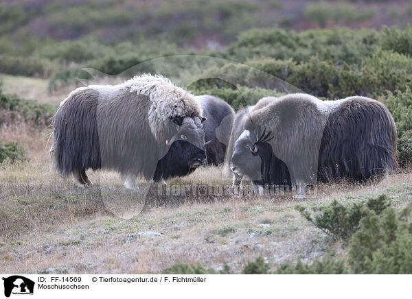 Moschusochsen / musk oxes / FF-14569