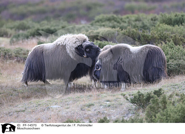 Moschusochsen / musk oxes / FF-14570