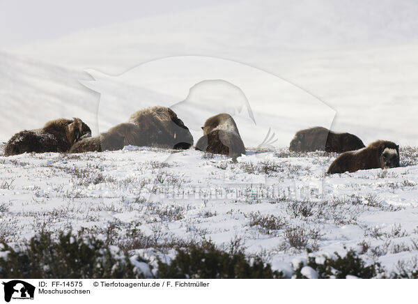 Moschusochsen / musk oxes / FF-14575