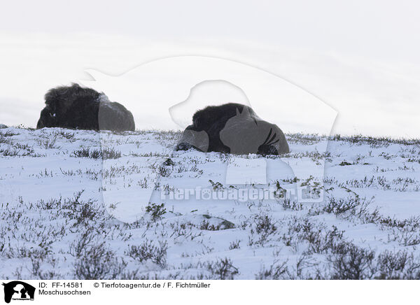 Moschusochsen / musk oxes / FF-14581