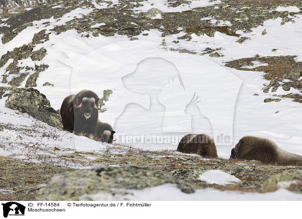 Moschusochsen / musk oxes / FF-14584