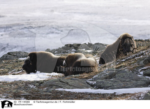 Moschusochsen / musk oxes / FF-14589