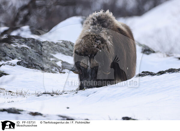 Moschusochse / musk ox / FF-15731