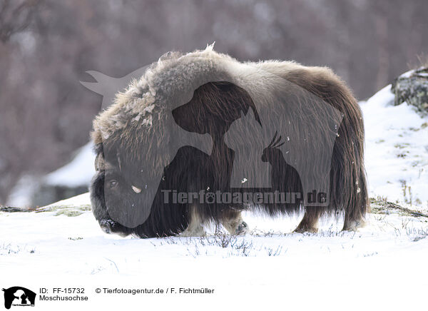 Moschusochse / musk ox / FF-15732