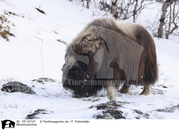 Moschusochse / musk ox / FF-15737