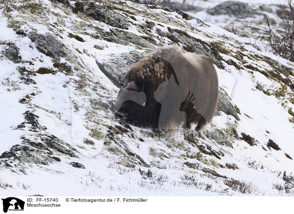 Moschusochse / musk ox / FF-15740
