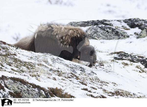Moschusochse / musk ox / FF-15745
