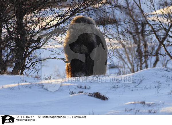 Moschusochse / musk ox / FF-15747
