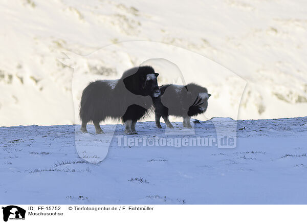Moschusochse / musk ox / FF-15752