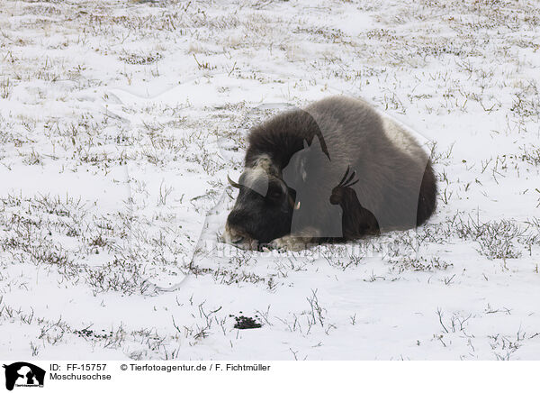 Moschusochse / musk ox / FF-15757