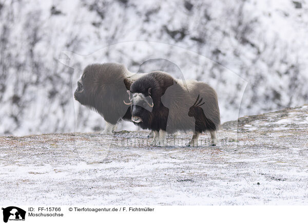 Moschusochse / musk ox / FF-15766