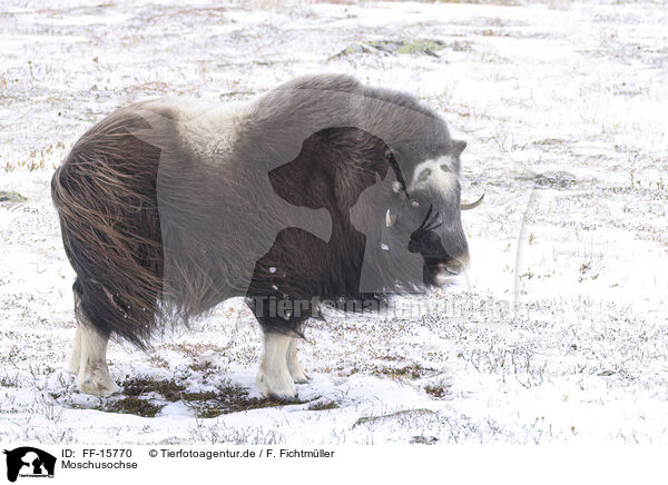 Moschusochse / musk ox / FF-15770