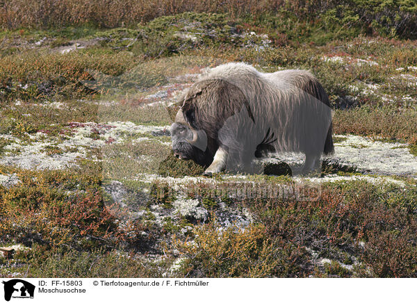 Moschusochse / Musk ox / FF-15803