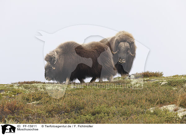 Moschusochse / Musk ox / FF-15811