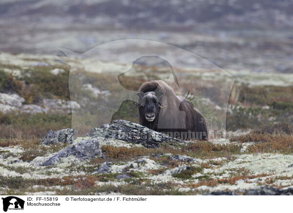 Moschusochse / Musk ox / FF-15819