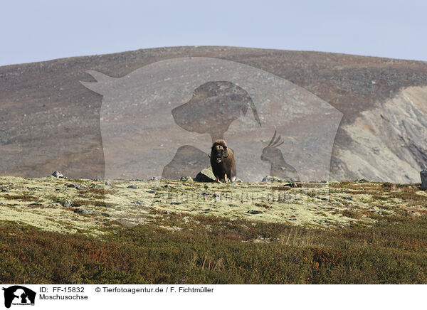 Moschusochse / Musk ox / FF-15832
