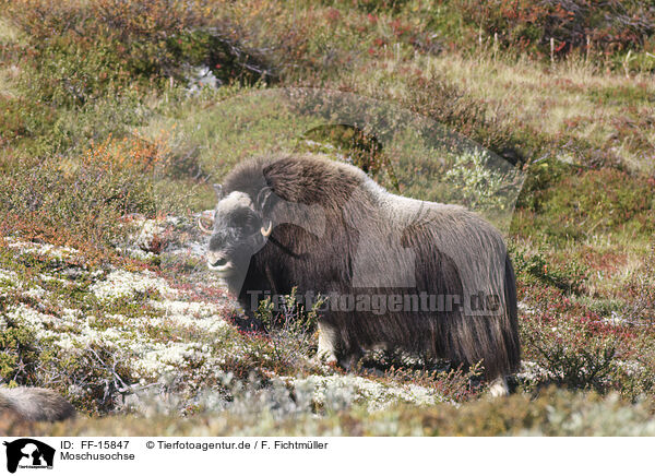 Moschusochse / Musk ox / FF-15847