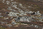 Moschusochsen