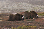 Moschusochsen