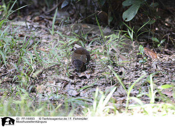 Moschusrattenk�nguru / FF-16893