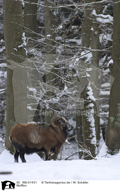 Mufflon / mouflon / WS-01431