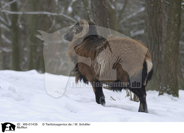 Mufflon / mouflon / WS-01436