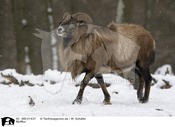 Mufflon / WS-01437