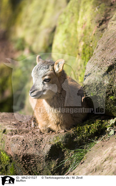 Mufflon / moufflon / MAZ-01527