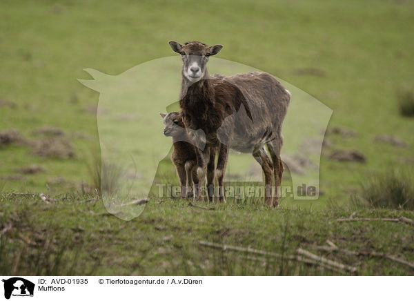 Mufflons / AVD-01935