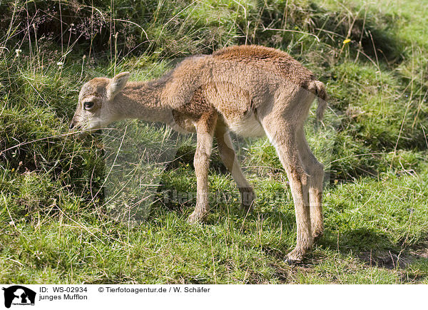 junges Mufflon / WS-02934