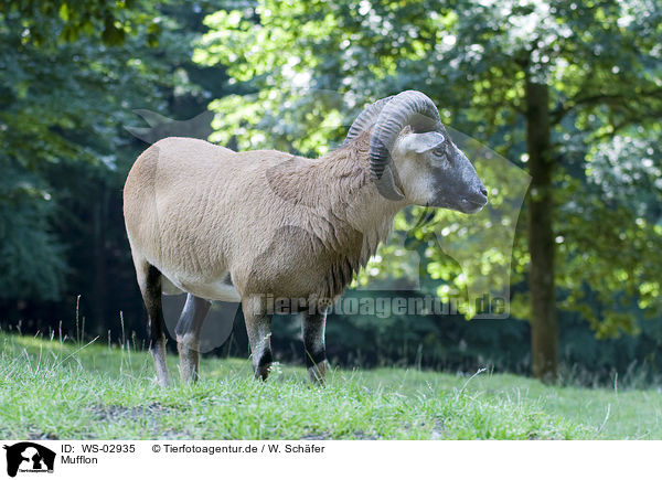 Mufflon / moufflon / WS-02935