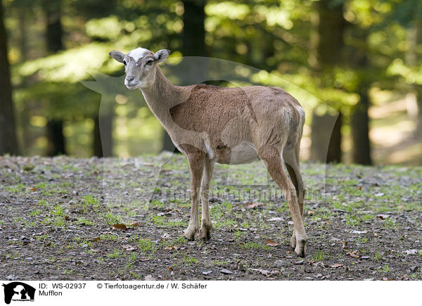 Mufflon / WS-02937