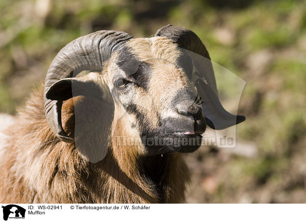 Mufflon / WS-02941