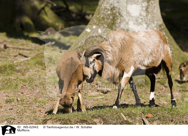 Mufflons / moufflons / WS-02942