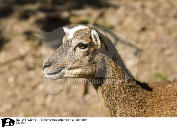 Mufflon / WS-02946