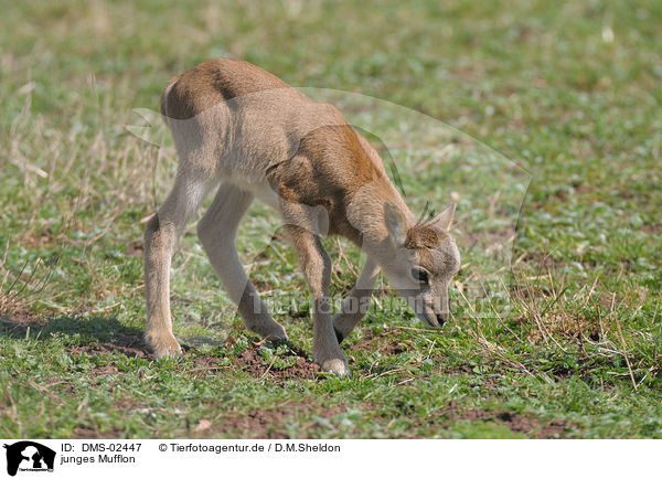 junges Mufflon / DMS-02447